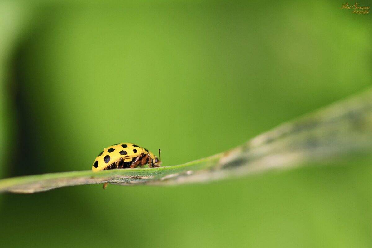 insect, beetle, ladybug, ladybird beetle, yellow ladybird beetle, yellow ladybug, animal, nature, closeup, beetle, beetle, ladybug, ladybug, ladybug, ladybug, ladybug, yellow ladybug, yellow ladybug
