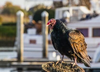 America&rsquo;s Most Misunderstood Bird Isn&rsquo;t the Bald Eagle