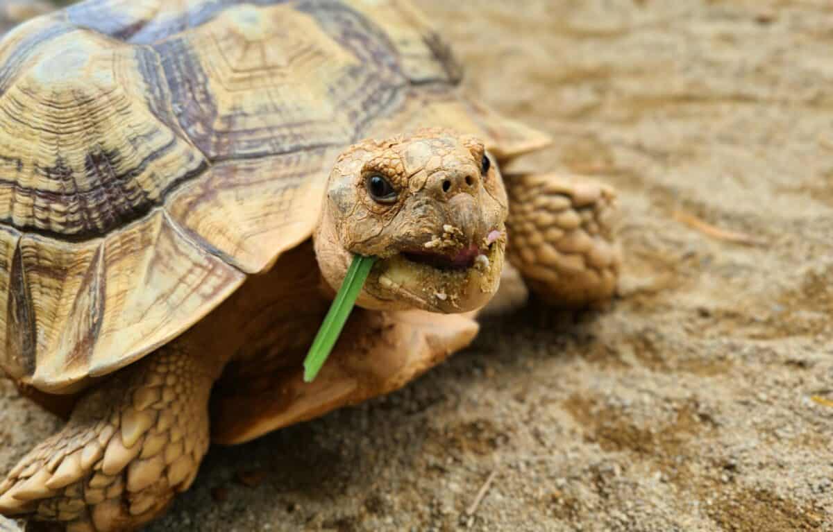 Close-up of an African spur-thighed tortoise munching on grass in a sandy environment.