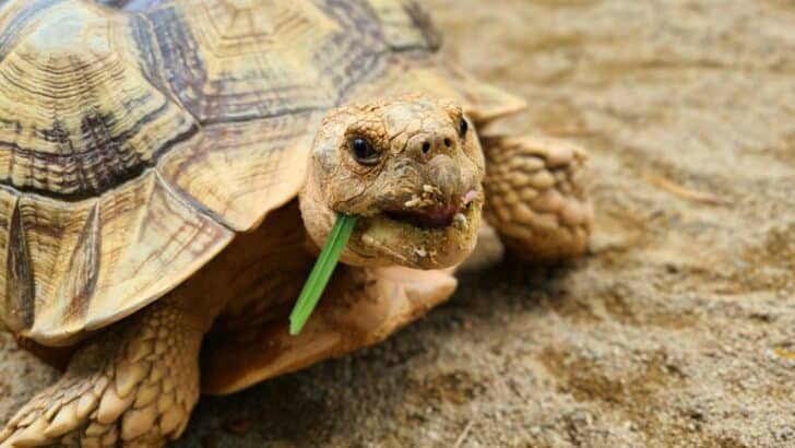 14 Cold-Blooded Creatures That Thrive in Heat