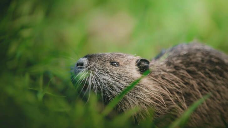 How Beavers Are Helping Prevent Wildfires in the West