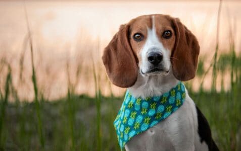 How Dogs Are Being Trained to Detect Disease in Humans