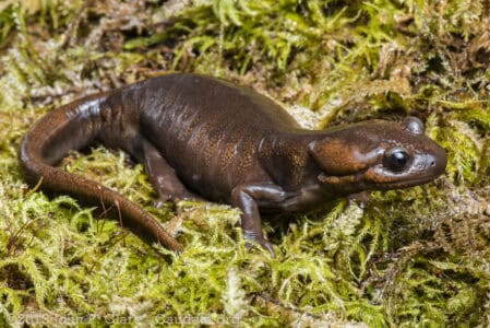 This Hidden Pond in Oregon Houses a Rare Salamander