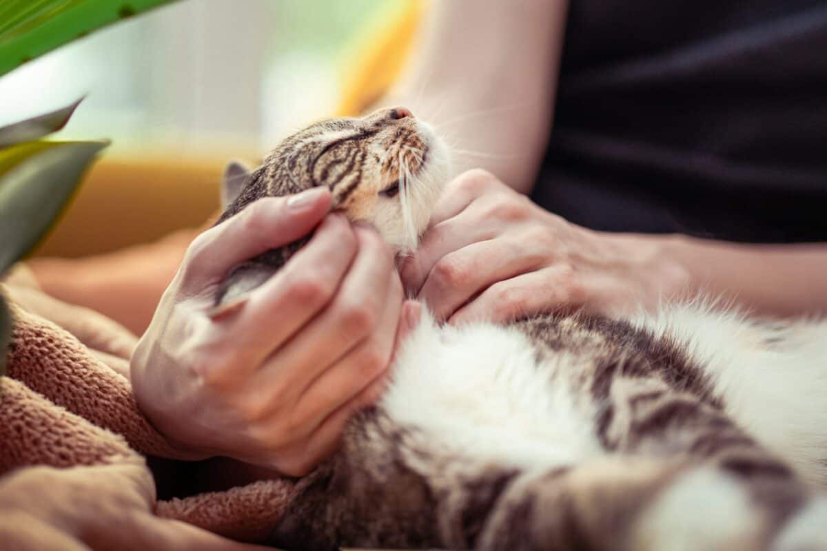 A person holding a cat in their hands