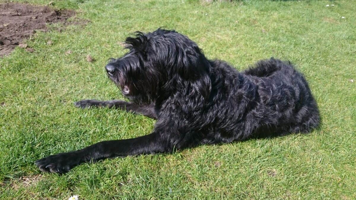 Labradoodle. 