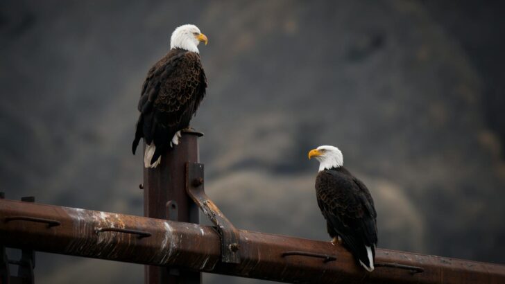 What Happens When Two Bald Eagles Fight Mid-Air