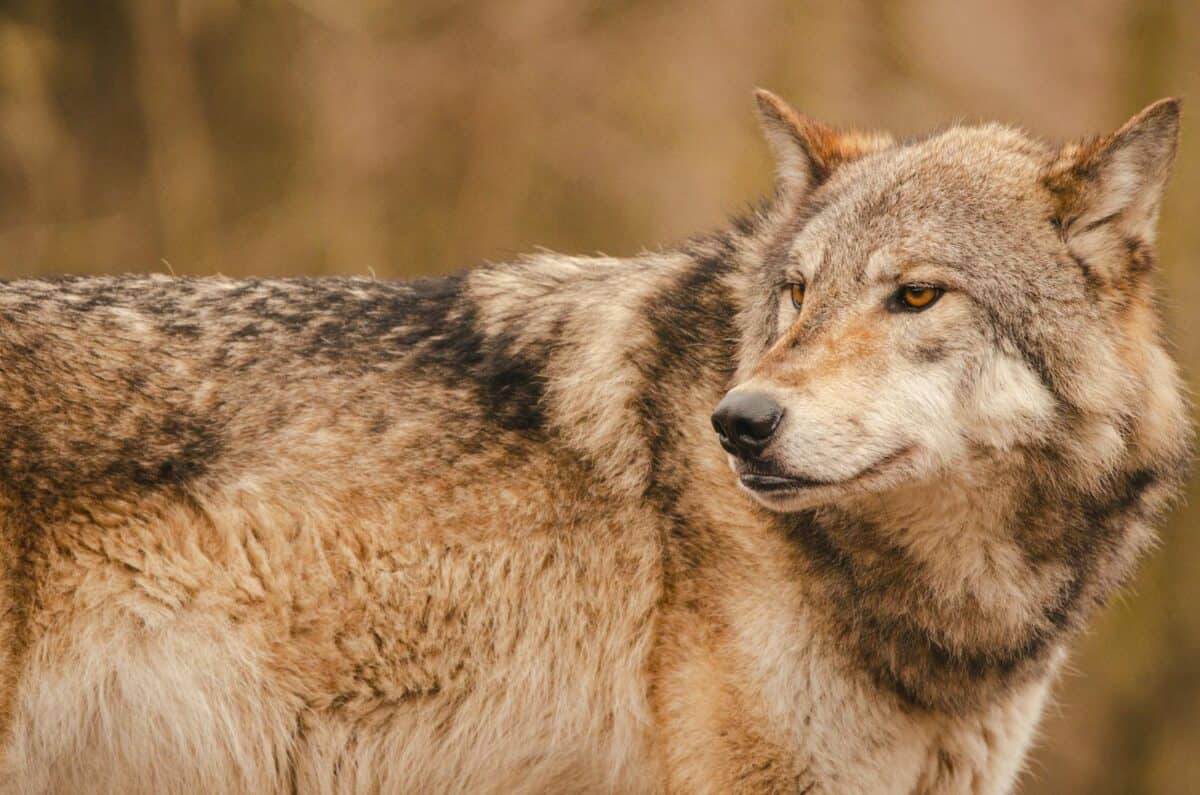 Close-up portrait of a gray wolf in a natural setting, showcasing its majestic presence.