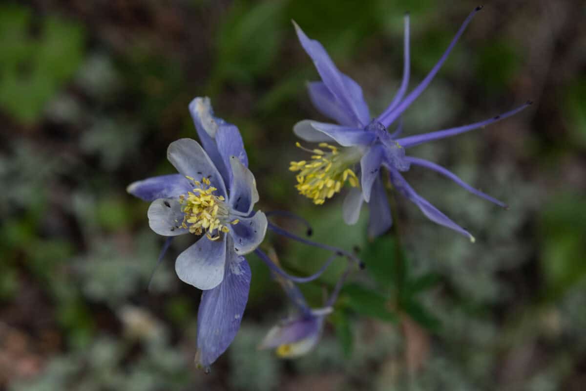 Fossil flower.
