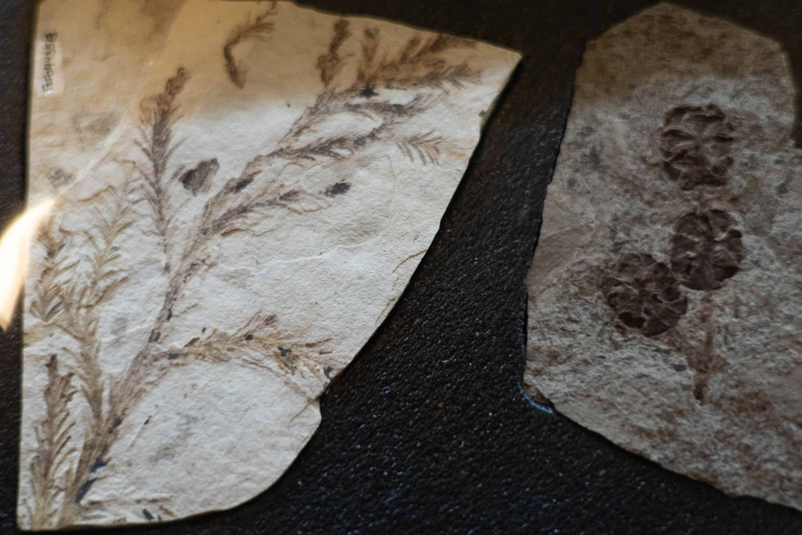 Fossil flower