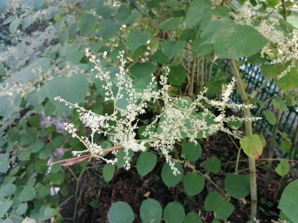 Japanese knotweed.