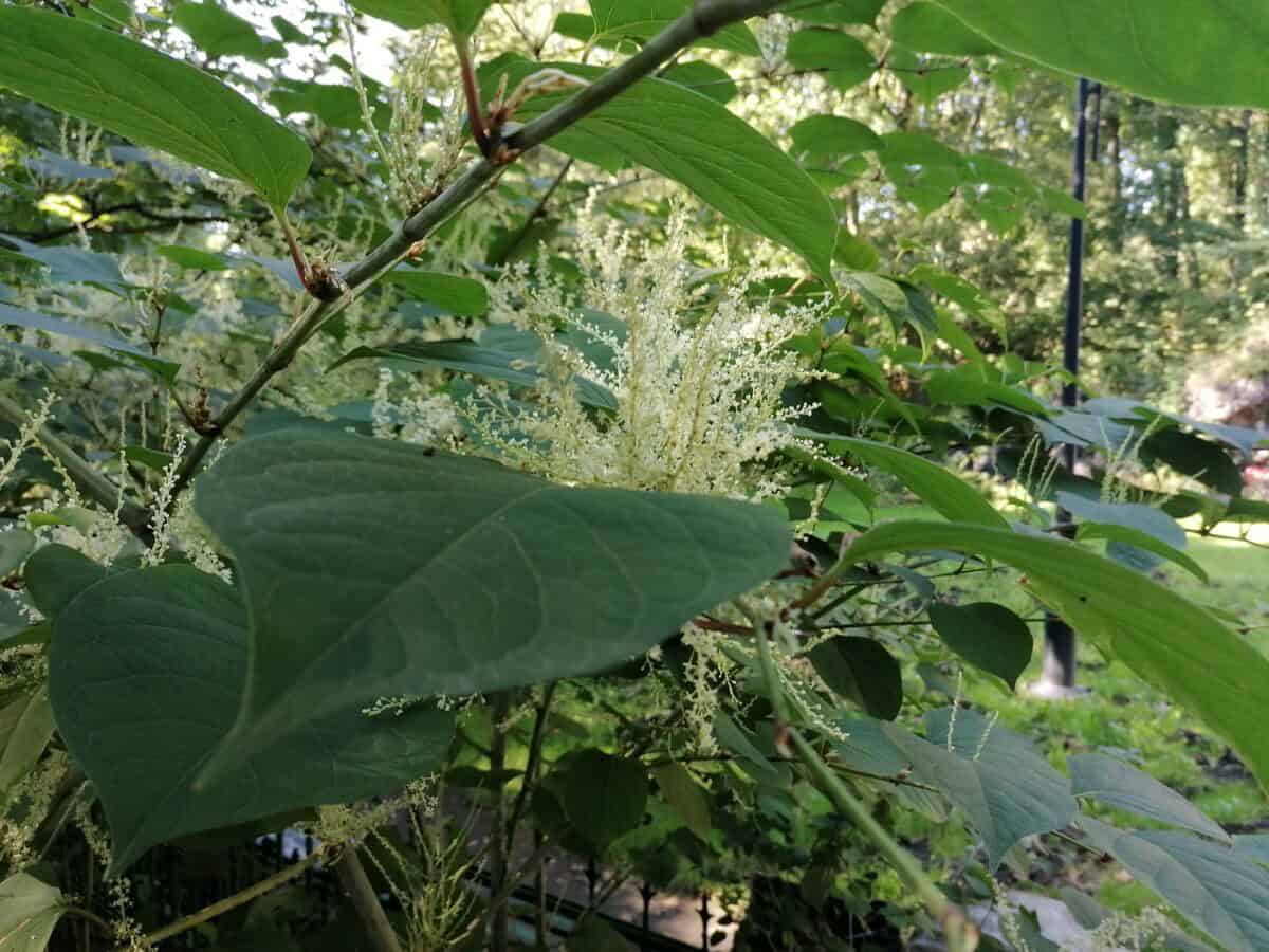 Japanese knotweed.