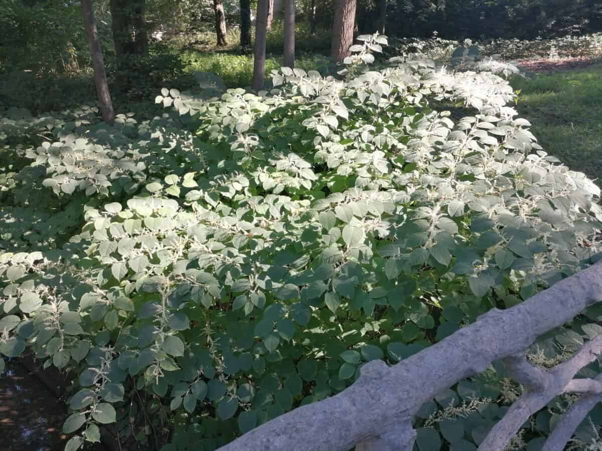 Japanese knotweed.