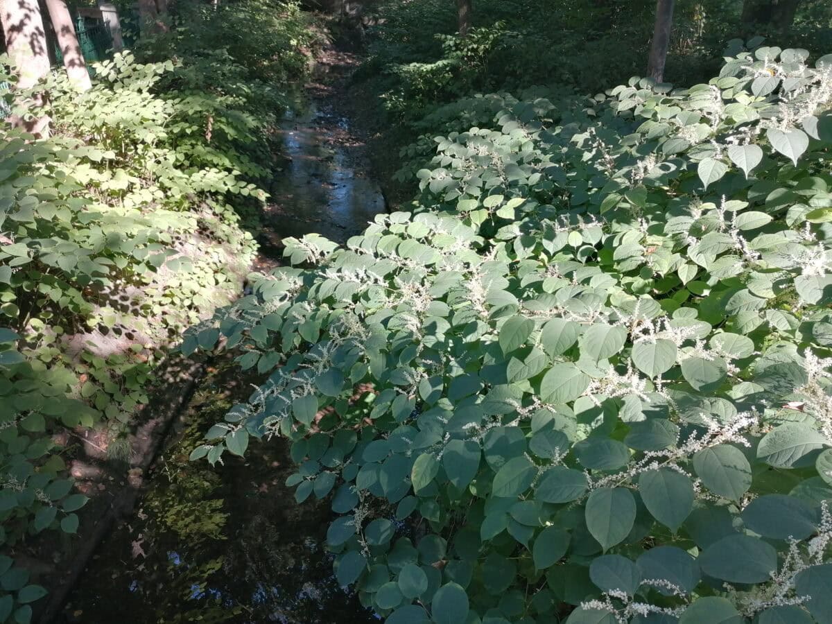 Japanese knotweed.