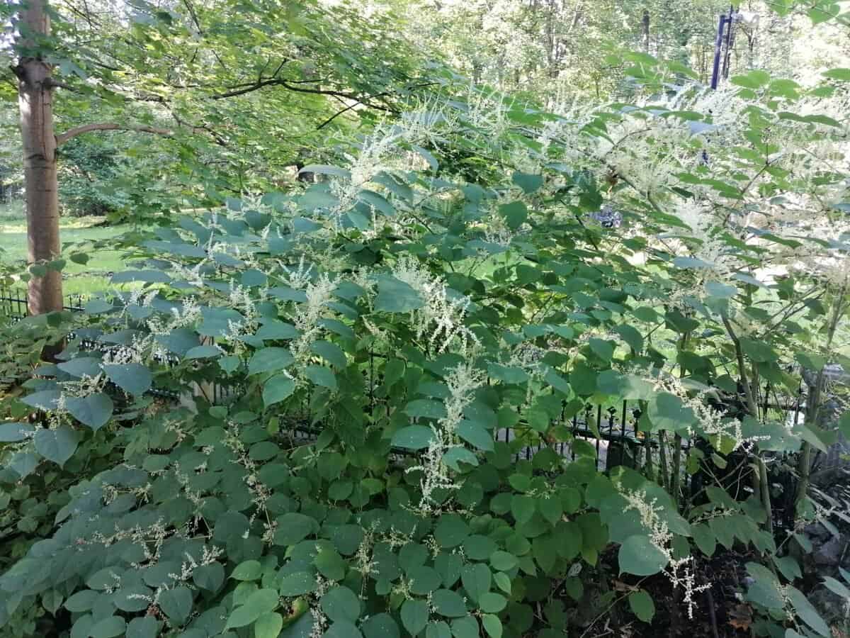 Japanese knotweed.