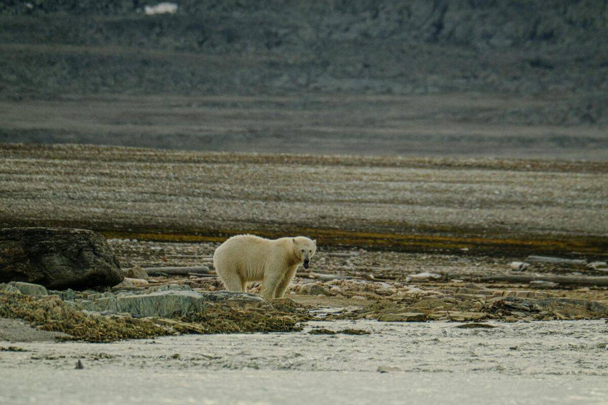 A polar bear roams a barren Arctic shoreline, embodying the wild and harsh beauty of nature.