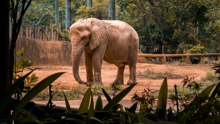 Should Zoos Still Keep Elephants? Animal Rights Groups Say No