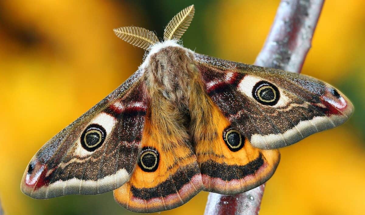 Detailed macro shot of Saturnia Pavoniella moth on a branch, showcasing vivid wing patterns.