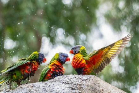 Why Parrots Need Daily Mental Stimulation