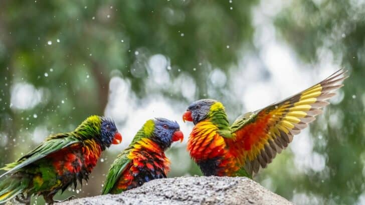 Why Parrots Need Daily Mental Stimulation