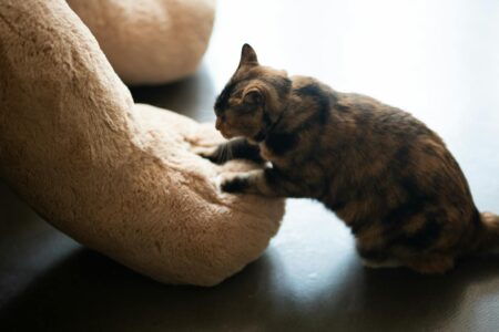 10 Common Cat Joys — And 5 That Bring Out the Claws