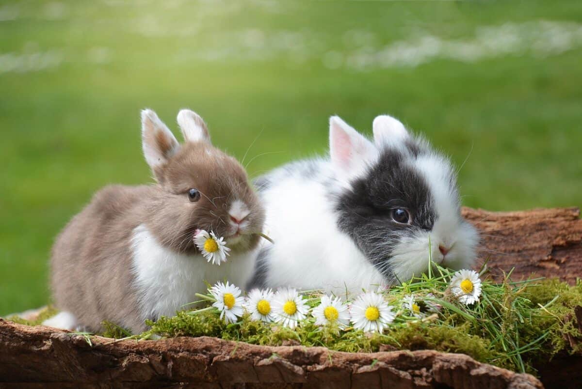 rabbits, easter, rabbit, mammal, nature, easter bunny, easter festival, spring, happy easter, fur, grass, rodent, lawn, cute, ears, animal, dwarf rabbit, rabbits, rabbit, rabbit, rabbit, rabbit, rabbit