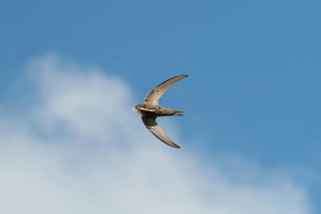 This Bird Can Sleep While Flying