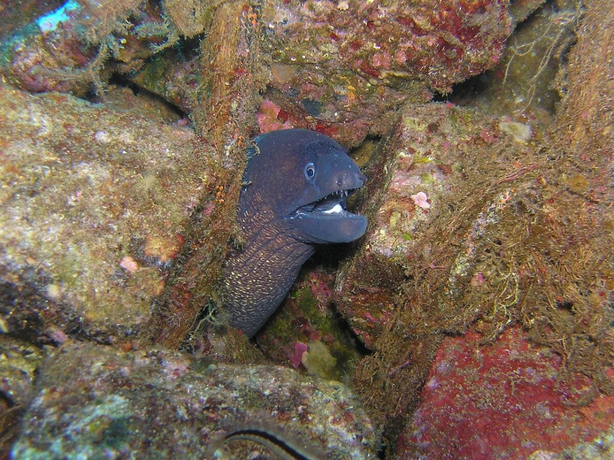 moray eel, dive, underwater, croatia, head, mediterranean, moray eel, moray eel, moray eel, moray eel, moray eel