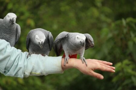 These Parrots Can Speak in Multiple Languages