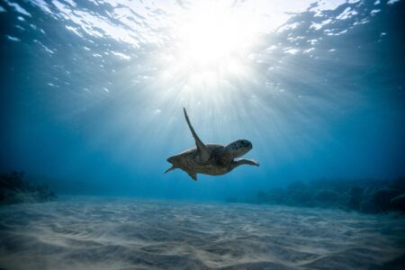 How Turtles Are Being Used in Pollution Monitoring
