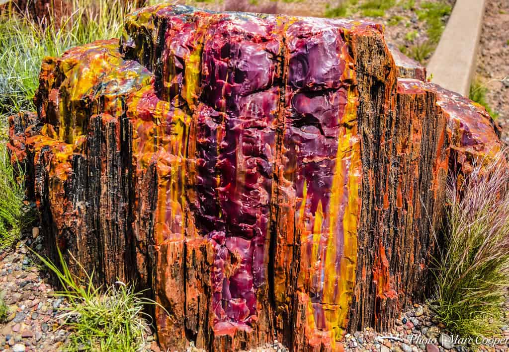 Petrified Forest