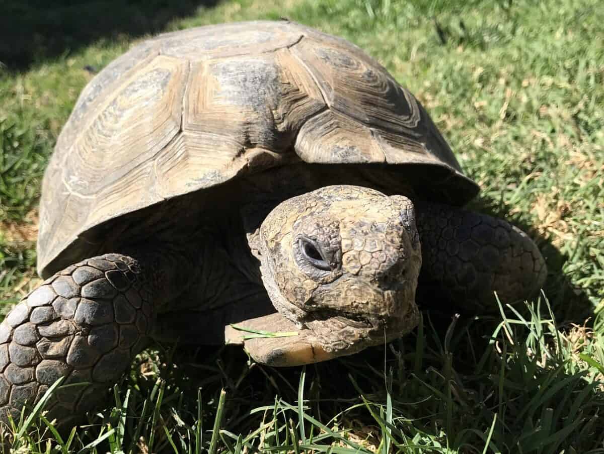 desert tortoise, reptile, wildlife, slow, pet, desert tortoise, desert tortoise, desert tortoise, desert tortoise, desert tortoise