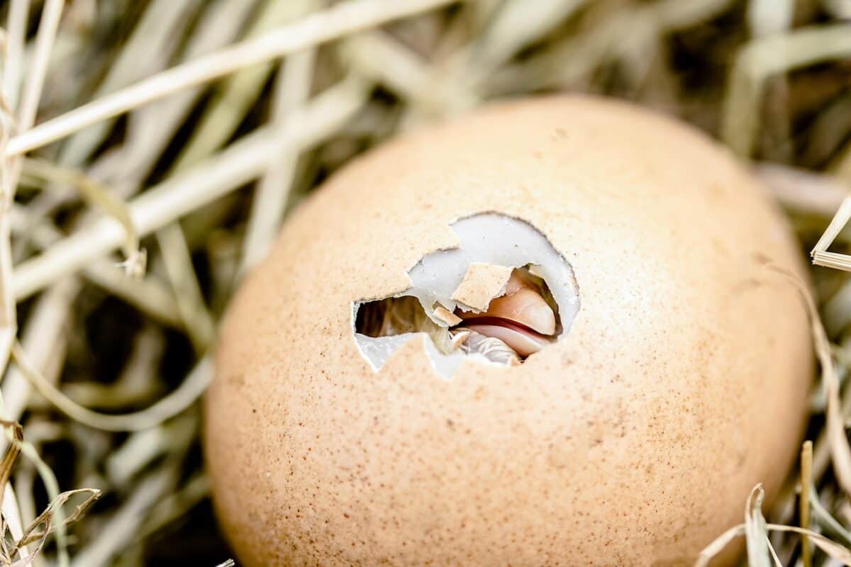 hatching chicks, egg shell break, bill, egg, poultry, hatching, chicken, nature, hay, hard shell, skin, birth, animal, chicks, creature, perseverance, eastercollection, egg, egg, egg, egg, egg, chicken, birth