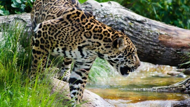 13 Strongest Bites in the Animal World