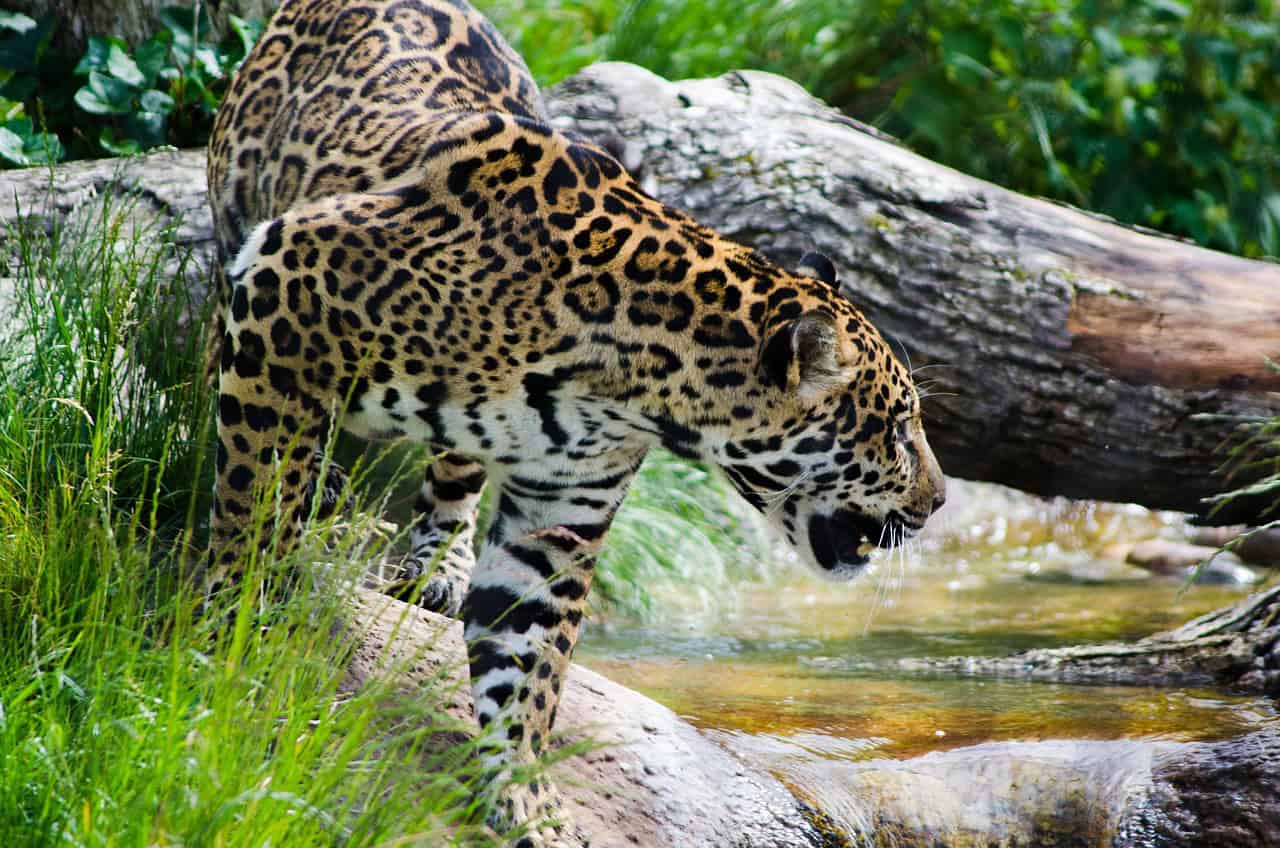 jaguar, big cat, wild animal, predator, cat, animal, mammal, wildlife, wild, big, nature, dangerous, pet, carnivore, hunter, fur, endangered, zoo, spotted, jungle, strength, hunt, looking, jaguar, jaguar, jaguar, jaguar, jaguar