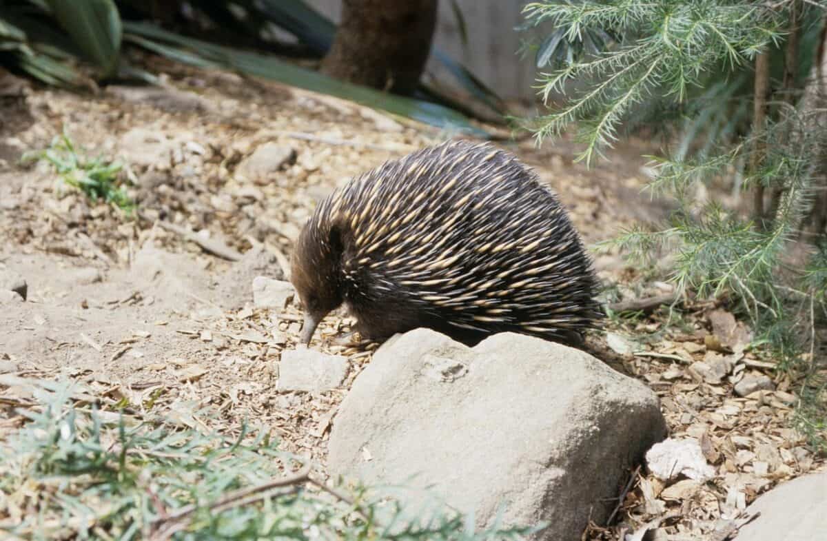 ant hedgehog, beaked hedgehog, echidna, australia, animal, hedgehog, animals, wildlife, nature, echidna, echidna, echidna, echidna, echidna