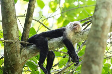 Why More Animals Are Becoming Nocturnal Around Humans