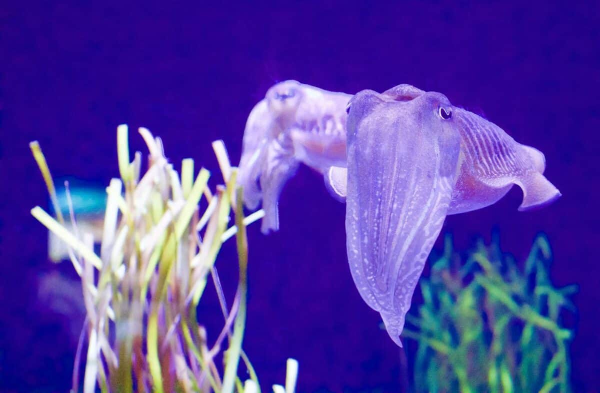 Close-up of cuttlefish swimming among plants in vivid blue water.