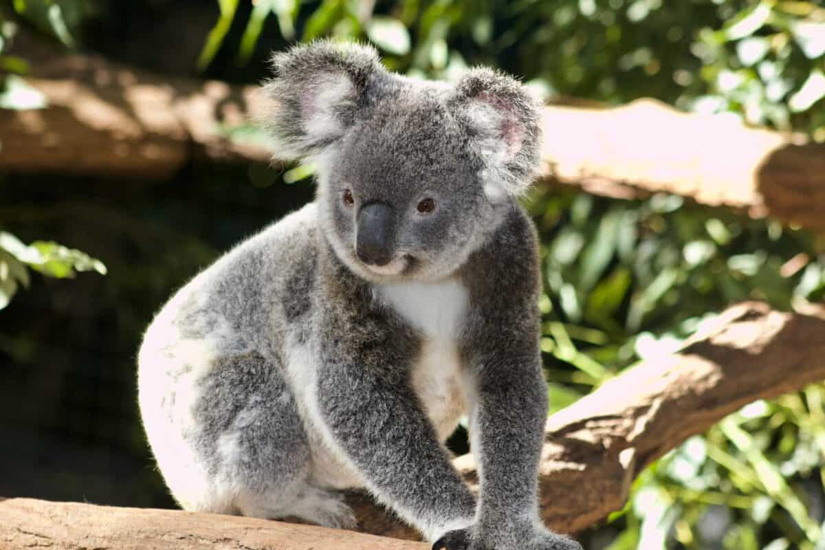Adorable koala sitting on a tree branch with lush greenery background.