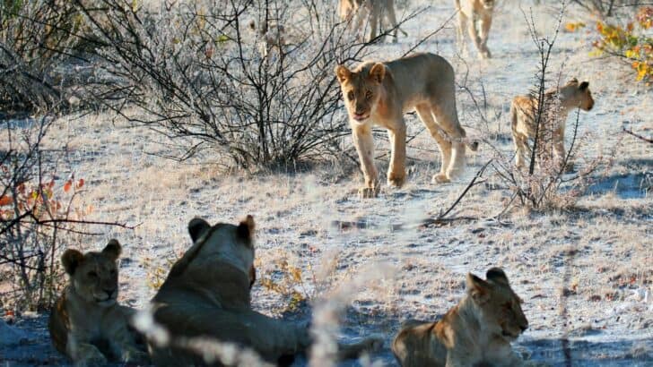 What Happens When Hyenas Try to Steal a Kill From Lions?