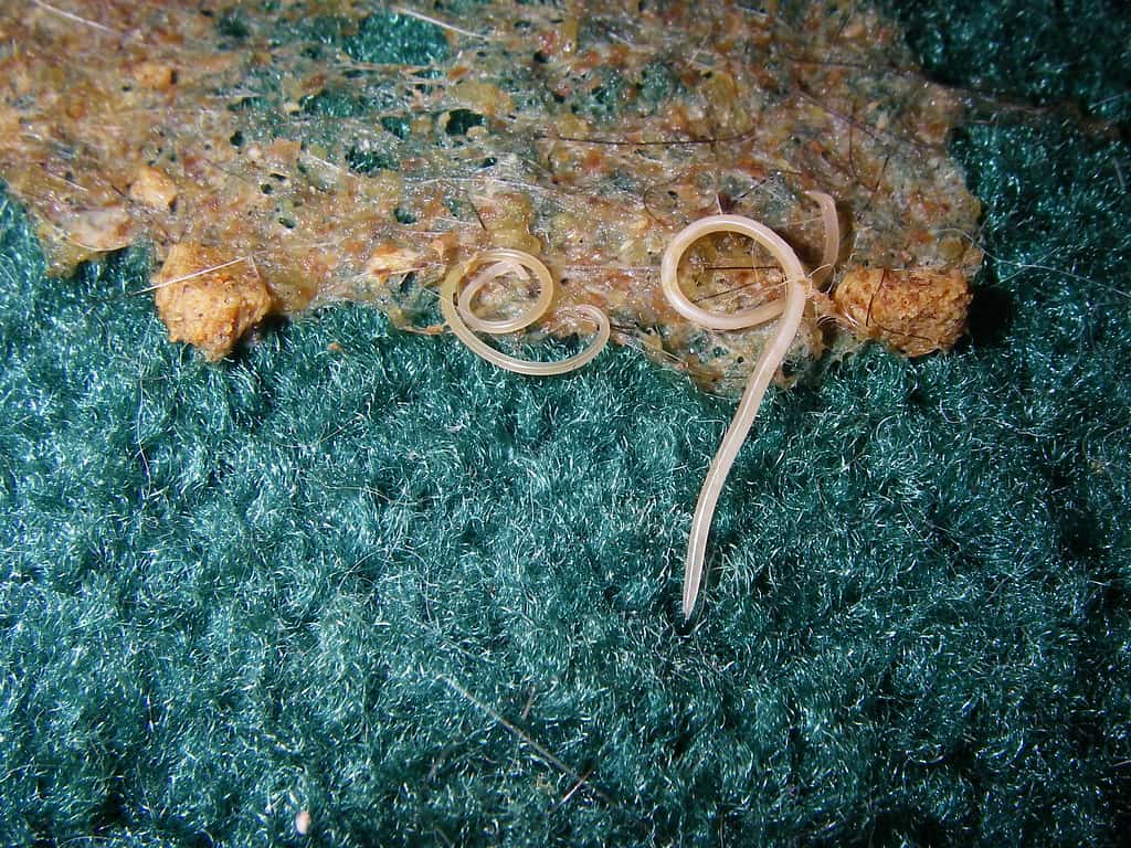 Cat Parasite