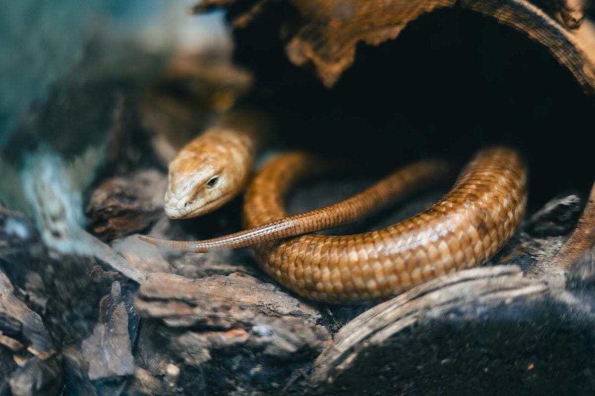 Close-up of a Pallas glass lizard in its enclosure, showcasing detailed scales.