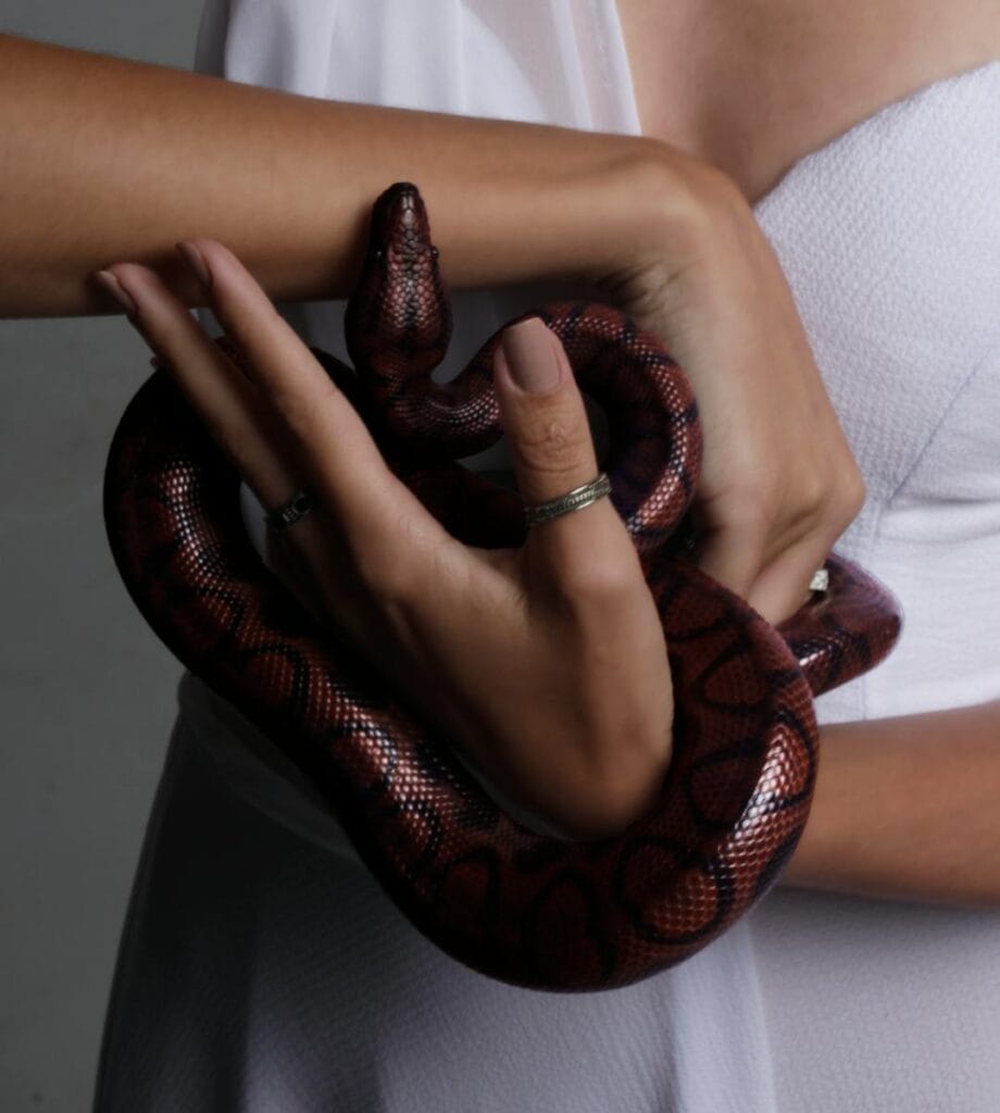 A red python being gently held by a person indoors, showcasing its intricate scales.