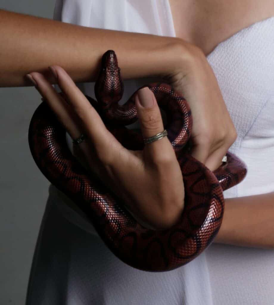 A red python being gently held by a person indoors, showcasing its intricate scales.