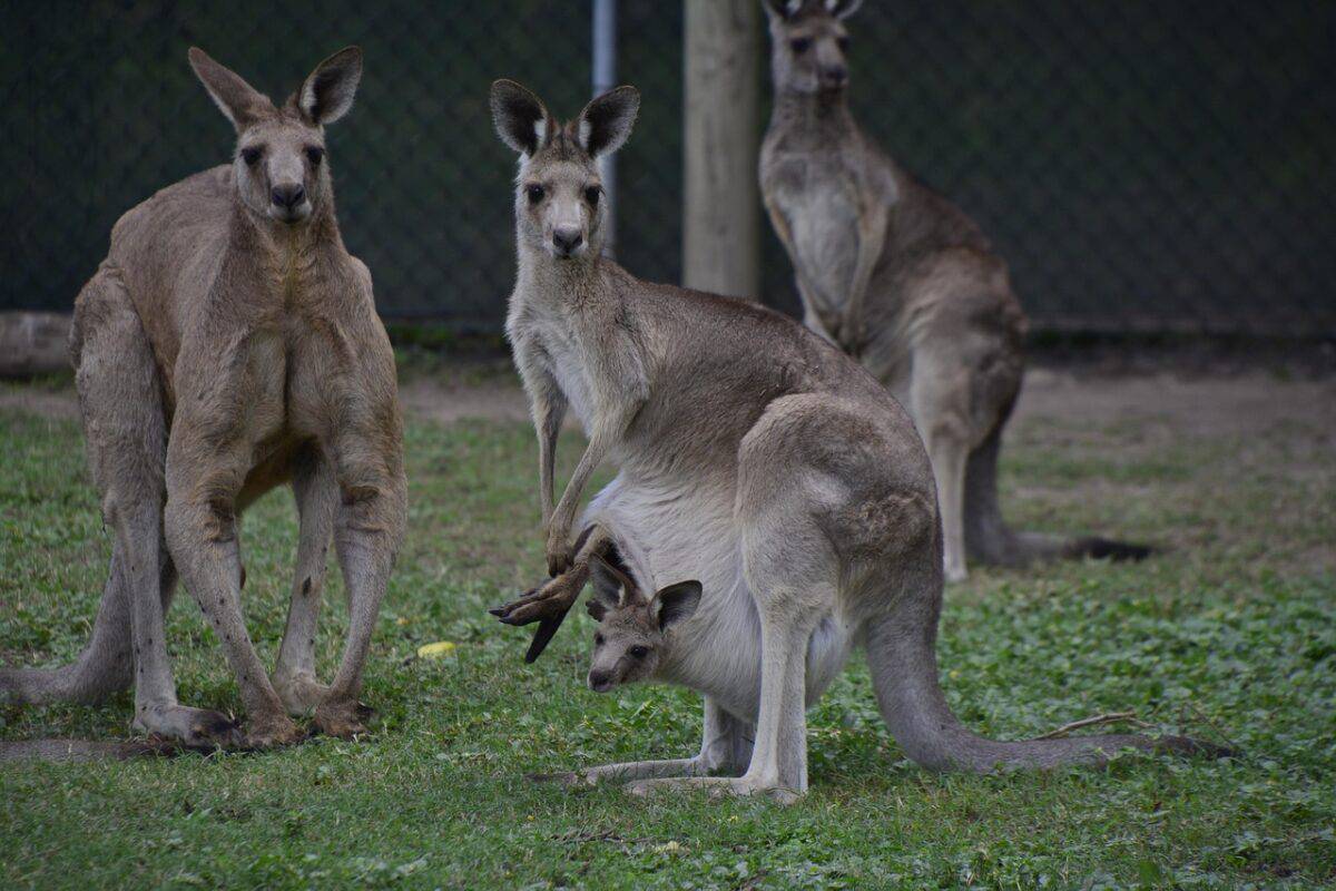australia, brisbane, animal, wildlife, native, cute, queensland, tree, grey, travel, zoo, aussie, sanctuary, wild, mammal, baby, nature, lone, pine, day, kangaroo, kangaroo, kangaroo, kangaroo, kangaroo, kangaroo
