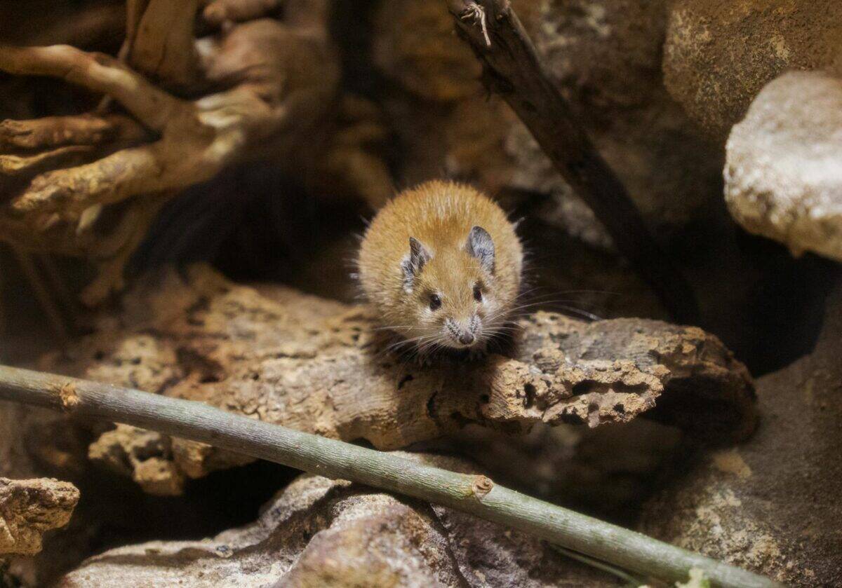 Golden spiny mouse perched on a textured rock, exhibiting natural wildlife behavior.