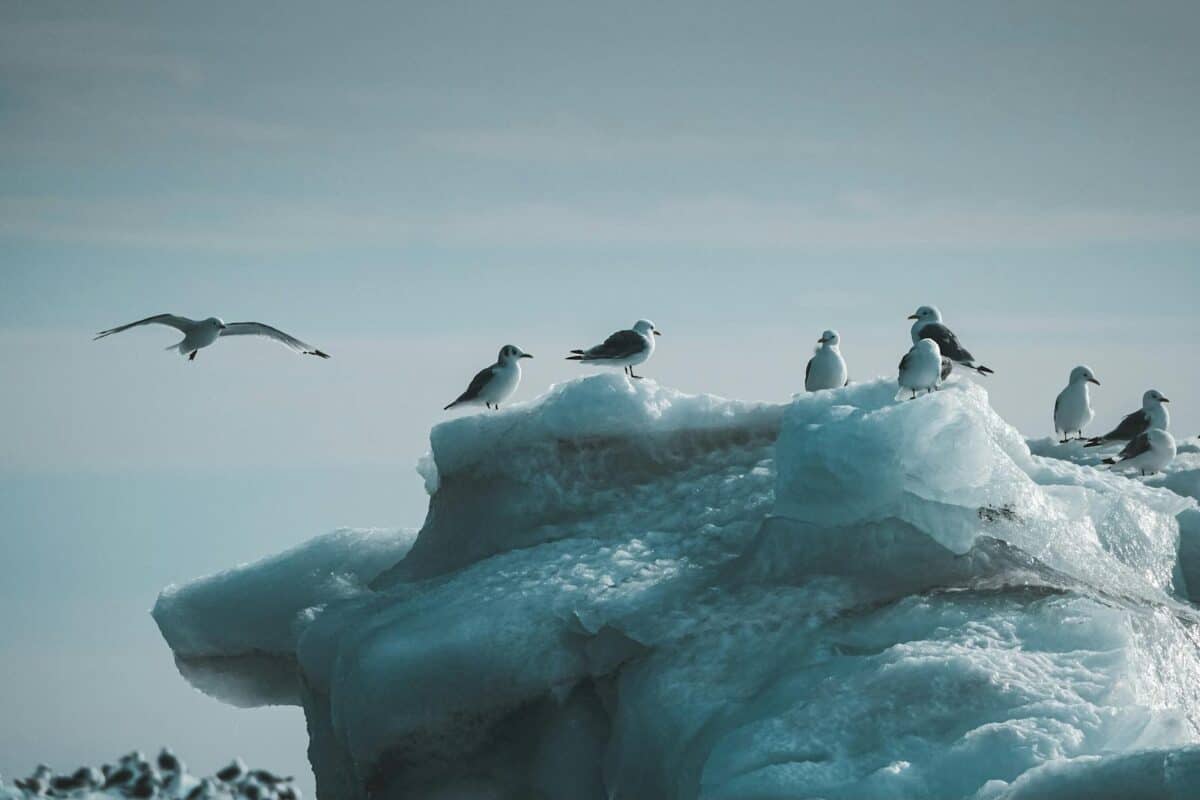 Group of Arctic terns resting on icy terrain with one in flight, capturing the essence of polar wildlife.
