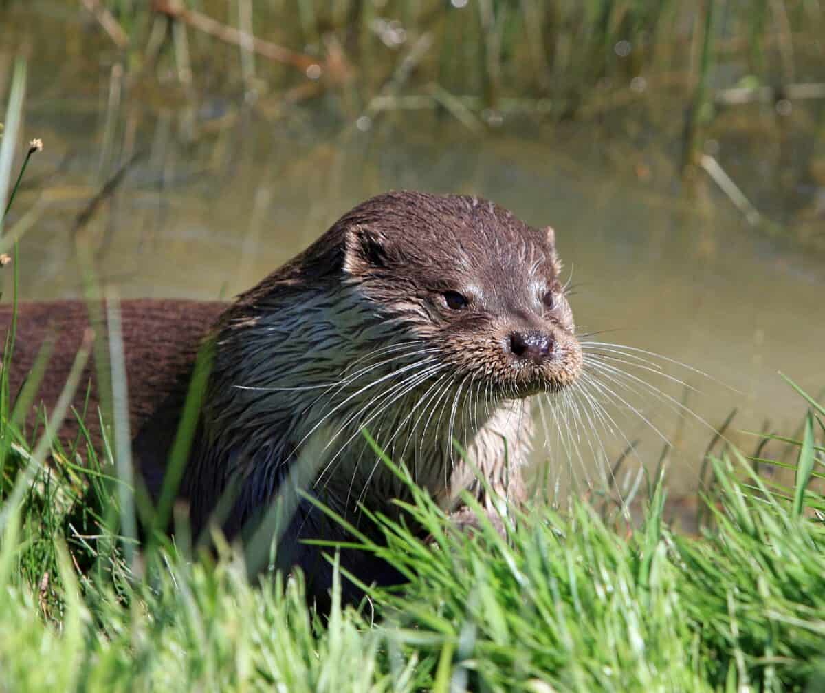 otter, animal, close-up, portrait, head, face, details, river, beautiful, outdoors, nature, wild, wildlife, otter, otter, otter, otter, otter