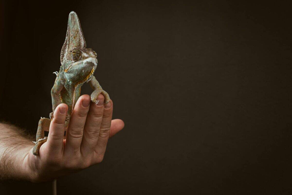 A veiled chameleon resting on a human hand against a dark background.