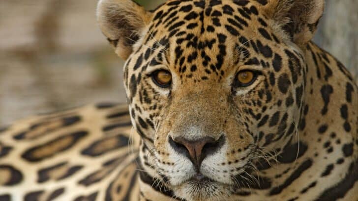 Victory For Animal Activists As Colombia Bans New Oil, Gas, And Large-Scale Mining Projects In The Amazon