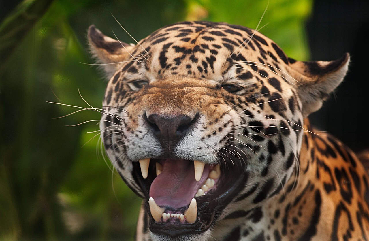 jaguar, panthera onca, spots, fierce aggressive, snarl, menacing, jaguar, jaguar, jaguar, jaguar, jaguar